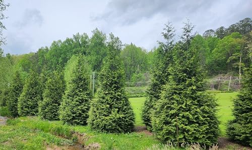 Thuja Green Giant Arborvitae Lot of 6, Quart Pot - Image 6