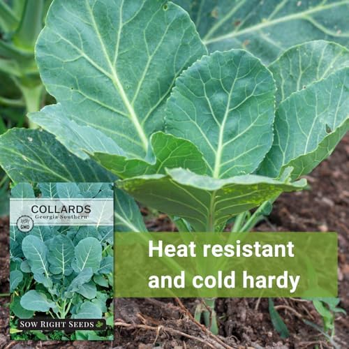 Sow Right Seeds - Georgia Southern Collard Green Seed for Planting Garden - Image 5