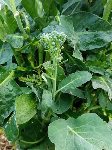 Broccoli Rabe (Rapini) Seeds - 1000+ Count & 1000+ Waltham 29 Broccoli - for 2026 Planting Spring Rapini Broccolini Broccoletti Green Turnip Greens Non-GMO Heirloom - Image 2