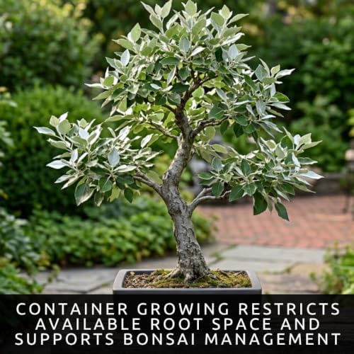 Silver Leaf Poplar Bonsai Tree Cuttings, Populus alba Live Wood Starters - Image 5
