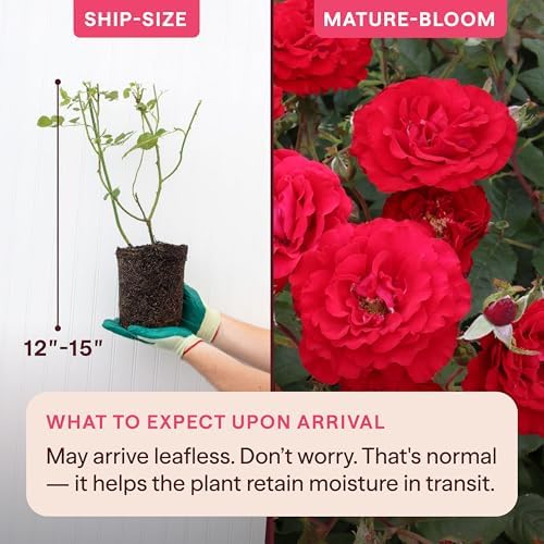 Heirloom Floribunda Roses, Live Own Root Plant, Oh My!™ - Image 2