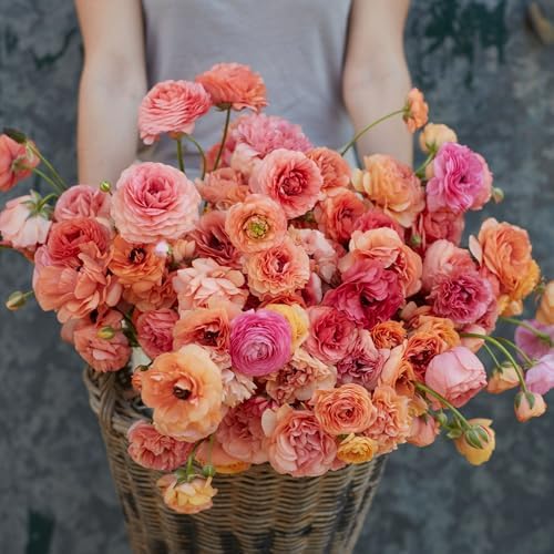 Eden Brothers Ranunculus Bulbs - Champagne by EdenBrothers