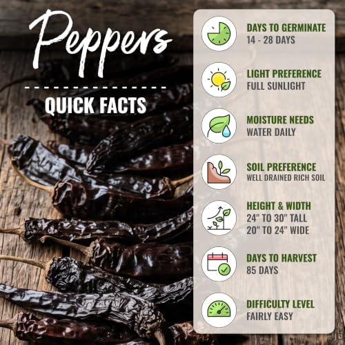 Seed Needs Pasilla Bajio Hot Pepper Seeds to Plant Vegetables - 2 Packs - Image 4