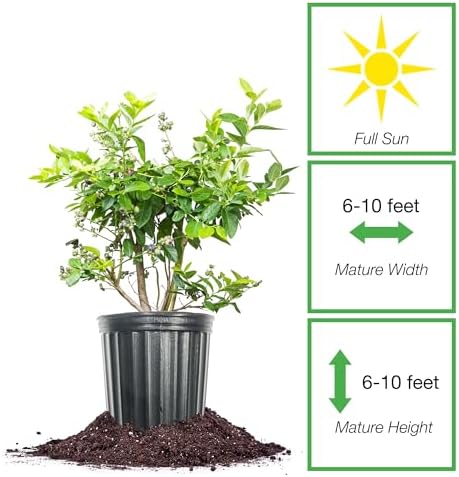 Perfect Plants Duke Blueberry Bush, 1 Gallon, Live Plant - Image 2