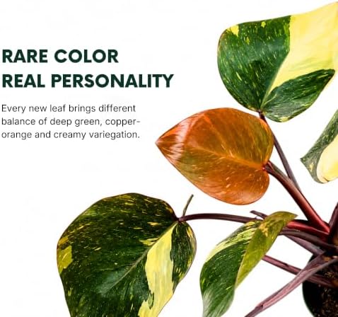 Philodendron Orange Princess Live Plant, Rare Variegated Houseplant - 4" - Image 7