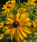 32 Live Brown-Eyed Susan Plants (Rudbeckia triloba) – Perennial Wildflowers from My Home Park in 4” Pots – Not Seeds – 4–8” Tall on Arrival - Bright Yellow Blooms – Pollinator Favorite – Zones 4–8 by MyHomePark