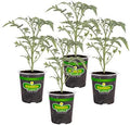 Bonnie Plants Super Sweet 100 Cherry Tomato, Live Plants, 19.3 oz (4-Pack) by BonniePlants