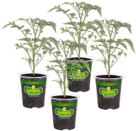 Bonnie Plants Super Sweet 100 Cherry Tomato, Live Plants, 19.3 oz (4-Pack) by BonniePlants