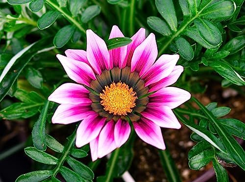 Showy Gazania Flower Mix Perennial 100+ Seeds for Planting Non-GMO Treasure Flower African Daisy - Image 5