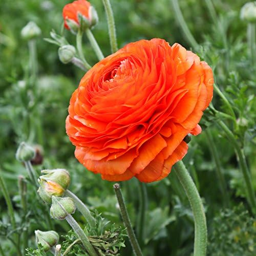Ranunculus Sunset 10 Flower Bulbs - Spring Blooms, Tecolote Buttercups - Image 3