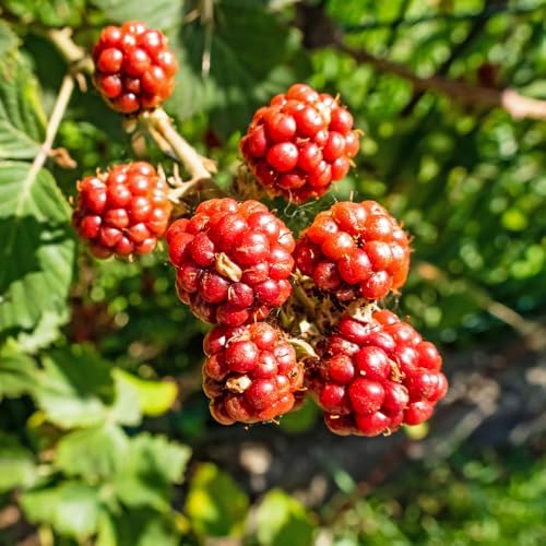 Thornless Boysenberry Live Plant, Sweet Berry Bush, 5-7 Inch Tall - Image 5