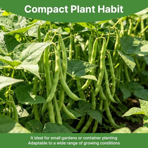 Groundio 30+ Contender Bush Green Bean Seeds - Phaseolus Vulgaris - Image 6