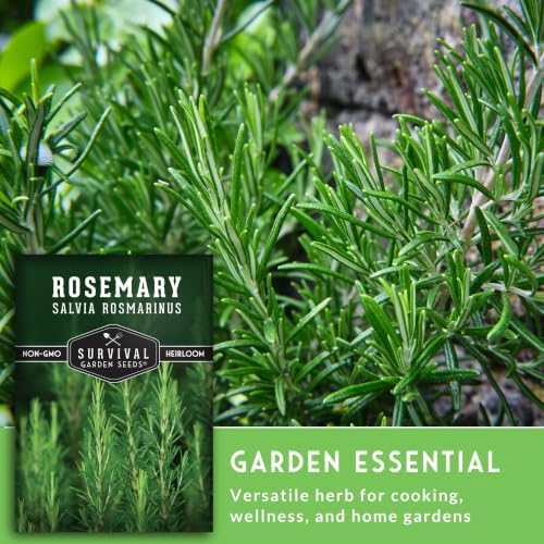 Rosemary Seeds for Planting – Survival Garden Seeds (1 Pack) - Image 6