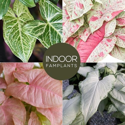 Syngonium Plant Collection (4 Pack) Live Starter Plants, Batik, Holly M, Milk Confetti, Neon Robusta, Rare Indoor Houseplants, Easy Care Arrowhead Vine Plants Live - Image 2