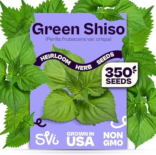 SVI 350 Green Shiso Seeds (Perilla frutescens) – Japanese Shiso Perilla Seed Packets, Aromatic Leaves – Japanese Heirloom Herb Seeds Outdoors & Indoor Herb Garden by SVI