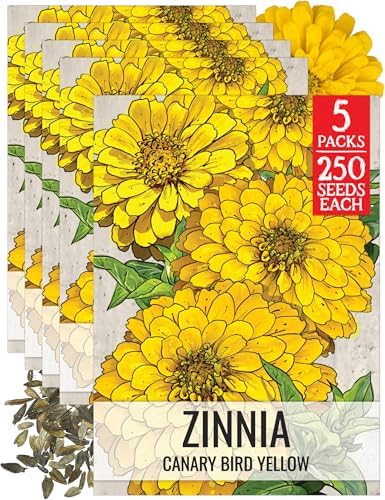 Seed Needs Canary Bird Zinnia Seeds to Plant Cut Flowers 5 Packs by SeedNeeds