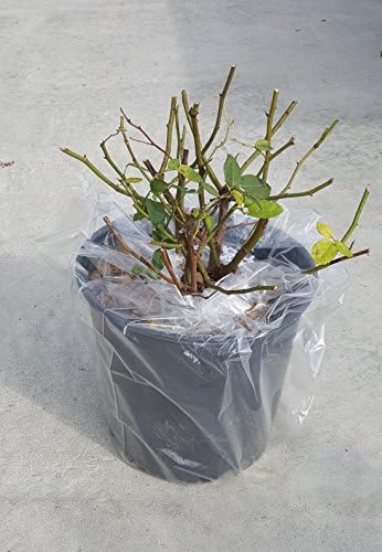 Rosa 'Zéphirine Drouhin' (Climbing Rose) Rose, thornless pink flowers, #3 - Size Container - Image 3