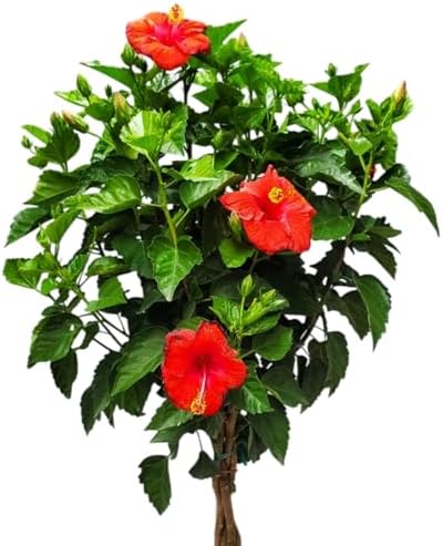 Live Hibiscus Plant - Tropical Flowering Tree Plant - Red President - Overall Height 38" to 44" - Tropical Plants of Florida (Plant Only) - Image 6