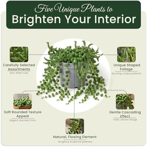 Live Trailing Succulent Plants, Rooted String Varieties, 5-Pack, 2 Inch Pot - Image 5