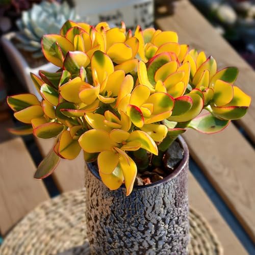 Sprout N Green Live Succulent Golden Jade with White Stripe Pot - Image 3