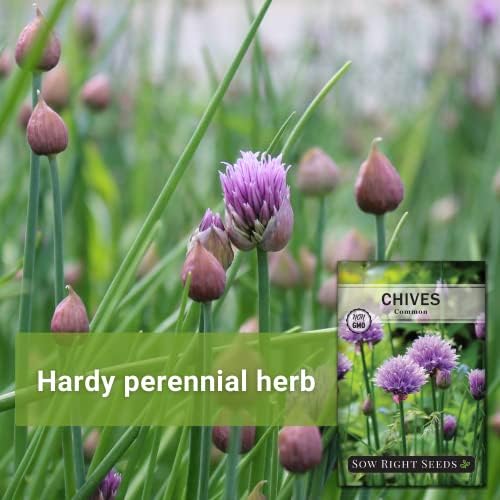Sow Right Seeds - Common Chives Seeds for Planting Your Own Herb Garden 3pk - Image 3