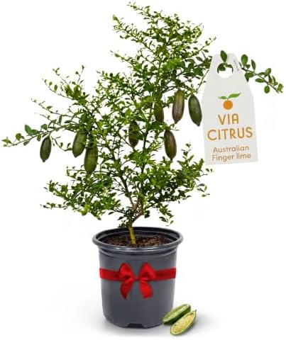 Australian Finger Lime Tree Live Plant 13-22" Tall by Via Citrus Indoor by ViaCitrus