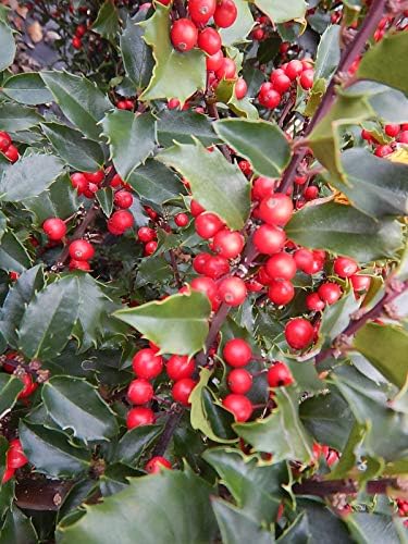 Ilex X meserveae 'Berryific' (Holly) Evergreen, Male & female in same pot, #3 - Size Container - Image 4