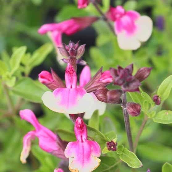 Salvia greggii 'Mirage Rose Bicolor' (Autumn Sage) Dwarf Grows to 14 inches Tall - Flowering Starter Size Plant – 1 Live Plant - in 2.5" Pot – Hardy Flowering Perennial, Pollinator Favorite - Image 7
