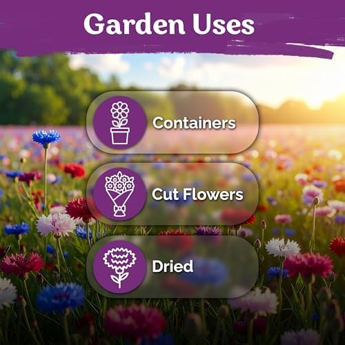 1,600 Mix Bachelor Button Heirloom Flower Seeds, Centaurea cyanus - Image 6