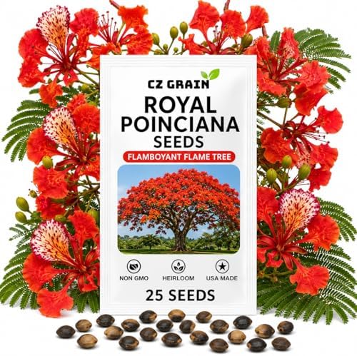 25 Royal Poinciana Seeds | Delonix Regia Flame Tree Seeds by CZGrain