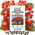 25 Royal Poinciana Seeds | Delonix Regia Flame Tree Seeds by CZGrain