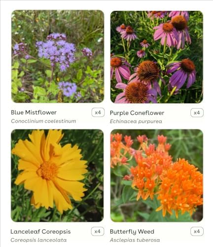 16 Live Outdoor Native Plants for Full Sun from My Home Park – Includes Aromatic Aster, Blue Mistflower, Butterfly Weed & Lanceleaf Coreopsis – Not Seeds – 4–8” Tall on Arrival – Easy to Grow - Image 3