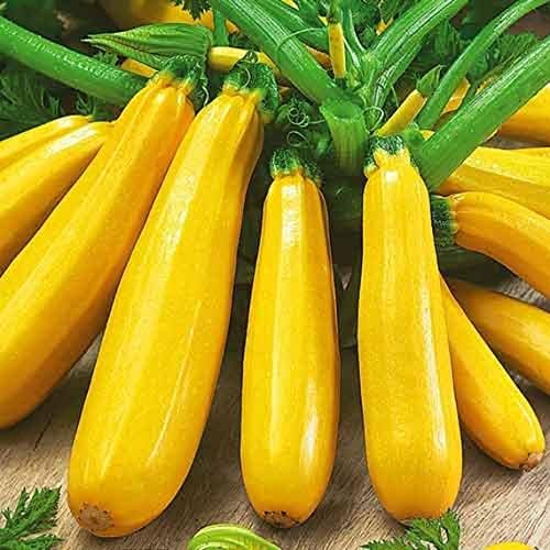 25 Golden Zucchini Summer Squash Seeds for planting. Non GMO and Heirloom. 3 grams of seeds. Garden Vegetable Survival by Unknown