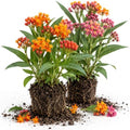 2 Mixed Milkweed Asclepias Live Plants, Flowering Plant, 4-7 Inch Tall by Unknown