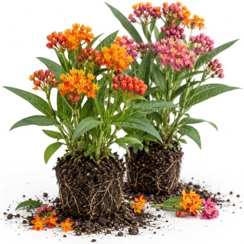 2 Mixed Milkweed Asclepias Live Plants, Flowering Plant, 4-7 Inch Tall by Unknown
