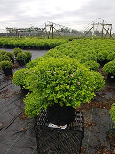 Spiraea jap. 'Little Princess' (Spirea) Shrub, #3 - Size Container - Image 5