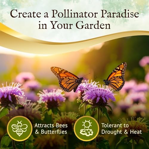 Everwilde Wild Bergamot Seeds 1 Oz – Native Perennial Wildflower – Attracts Bees, Butterflies & Hummingbirds – Drought Tolerant & Deer Resistant – Ideal For Pollinator Gardens – Bulk Gold Vault Packet - Image 2