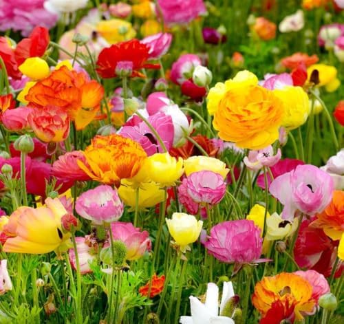 Mixed Peony Ranunculus Bulbs- Persian Buttercup -10 Corms Bulbs Root - Image 7
