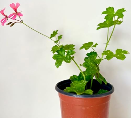 Set of 2 Live Ivy Geranium -Pelargonium Peltatum, Climbing Ivy Leaves with Pink Flowers, 2 Fully Rooted Plants 6-12" Long, Options of Single-Layer or Multi-Layer Petals - Image 5