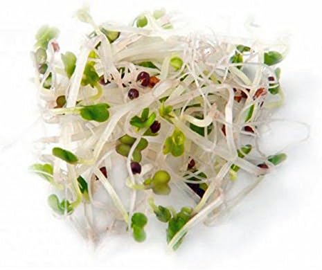 Non-GMO Broccoli Seeds for Sprouting Sprouts Microgreens (12oz of Pure Seed (60000+Seeds)). Country Creek LLC. Brand. - Image 2