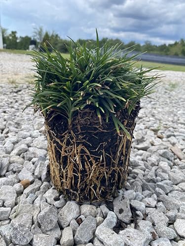 Dwarf Mondo Grass Live Plant, 1 Gallon, Ground Cover for Landscaping - Image 2