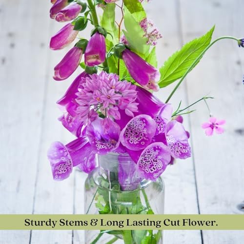 Clovers Garden Foxglove (Digitalis purpurea) Camelot Mix Plants – Two (2) Live Plants – Non-GMO - Not Seeds - Each 4" to 8" Tall – in 4" Inch Pots – Tall Flowering Spikes, Hummingbird Favorite - Image 6