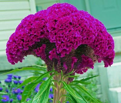 SVI 50 Huge Hot Purple Brain Head Celosia Seeds (Celosia cristata) - Cockscomb, Woolflower, Tall Flowers, Non GMO Seed Packets - Flower Seeds for Outdoor Garden, Containers by SVI