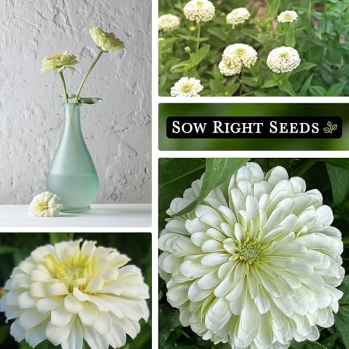 Sow Right Seeds-Zinnia Polar Bear Seed for Planting White Flower Garden 3pk - Image 4