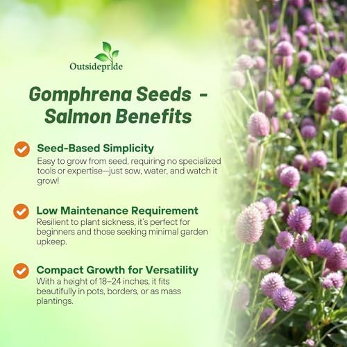 Outsidepride Salmon Gomphrena Seeds - 2000 Pcs Annual, Heat & Drought Tolerant, Pollinator Friendly Globe Amaranth Seeds for Planting w/Vibrant Round Blooms for Beds, Borders, and Arrangements - Image 3