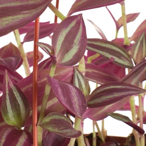 Shop Succulents Tradescantia Zebrina, Hanging Live Indoor Plant, Easy Care Hanging Trailing Houseplant in Nursery Pot, Air Purifying Plant in Soil, Housewarming, Home Décor, Trails 1-2 Feet - Image 2