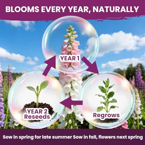 Foxglove Seeds Perennial – Mixed Colors, 200,000+ Seeds Bulk Pack for Easy-to-Grow Home Gardening, Tall Spire Blooms for Garden Borders, Attract Hummingbirds & Bees - Image 5