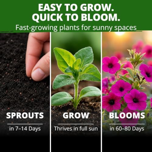 HOME GROWN Wild Petunia Seeds for Planting, 6,000 Seeds, Petunia violacea - Image 5