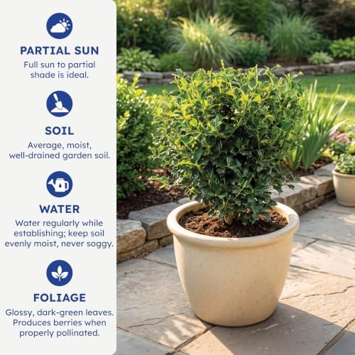 China Girl Holly, Live Evergreen Shrub, 3 Gallon - Image 6