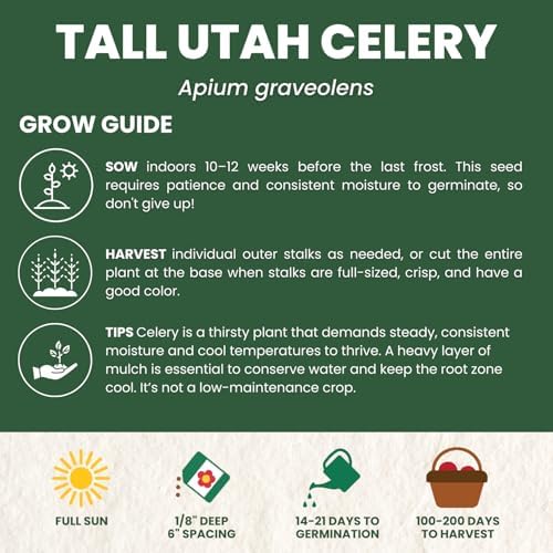 Celery Tall Utah – 4,500 Premium Seeds for Planting – Crisp, Aromatic, Slow-Bolting Heirloom for the 2026 Season – 2 Gram Pouch - Image 4